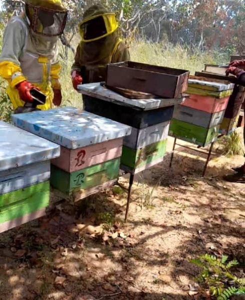 APIARIO #24-33 GUICO