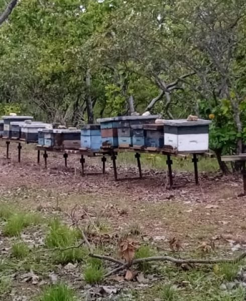 APIARIO 62